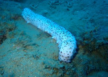 Slobodna Dalmacija – Ronioci pored Splita fotografirali su rijetku pojavu. Znate li što znači kada je uvala puna ovih stvorenja?