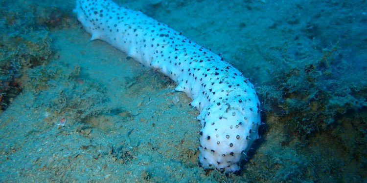 Slobodna Dalmacija – Ronioci pored Splita fotografirali su rijetku pojavu. Znate li što znači kada je uvala puna ovih stvorenja?