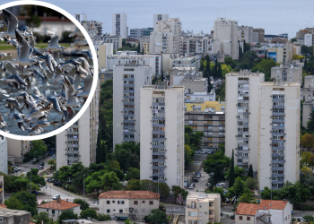 Slobodna Dalmacija – Galebovi nasrnuli na Splićanku: ‘Napali su me kod zgrade, mislila sam da će mi iskopati oči! Vrištala sam usred noći’