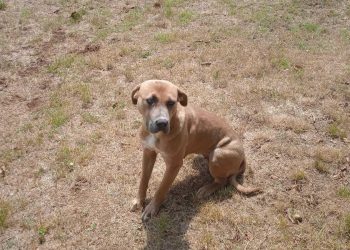 Slobodna Dalmacija – Di će im duša? Odbačena uz cestu, došetala je do Radine kuće: ‘Umiljata je i privržena, a ja u kolicima… Spasimo je’