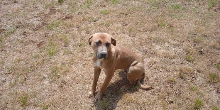 Slobodna Dalmacija – Di će im duša? Odbačena uz cestu, došetala je do Radine kuće: ‘Umiljata je i privržena, a ja u kolicima… Spasimo je’