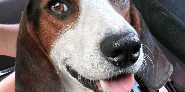 Šibenski – Šibenske šape traže pomoć za ovu ljepoticu