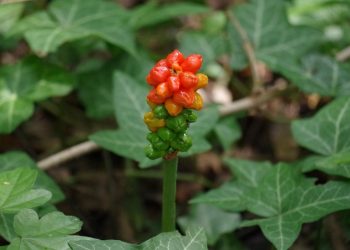 Slobodna Dalmacija – Na Marjanu uočena otrovna biljka: ‘Samo branje može prouzročiti jake upale kože, možemo se raniti oštrim kristalima’