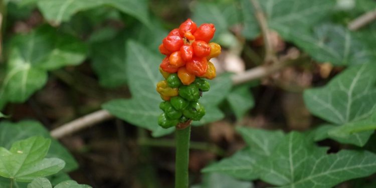 Slobodna Dalmacija – Na Marjanu uočena otrovna biljka: ‘Samo branje može prouzročiti jake upale kože, možemo se raniti oštrim kristalima’