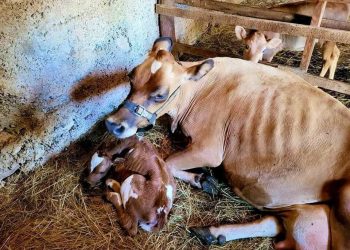 U FB grupi Zavazda Konavle objavili dirljivu fotografiju mame krave s prinovom u Dubi Konavoskoj