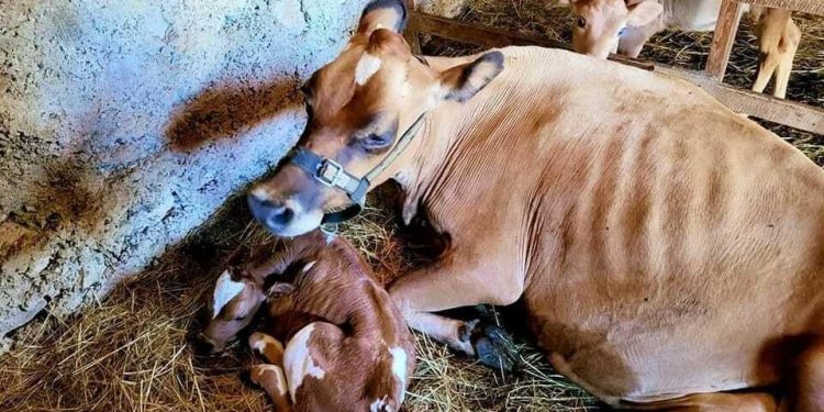 U FB grupi Zavazda Konavle objavili dirljivu fotografiju mame krave s prinovom u Dubi Konavoskoj