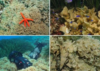 Slobodna Dalmacija – ‘Ako je uočite, obavezno nam javite!’: znanstvenici izvijestili o širenju invazivne alge u moru oko Visa