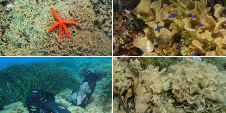 Slobodna Dalmacija – ‘Ako je uočite, obavezno nam javite!’: znanstvenici izvijestili o širenju invazivne alge u moru oko Visa