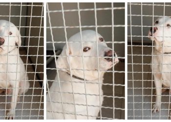 Slobodna Dalmacija – Tužni Thor skoro dvije godine u skloništu čeka svoju priliku: ‘Srce nam se slama…’ Ovog divnog pasonju morate upoznati