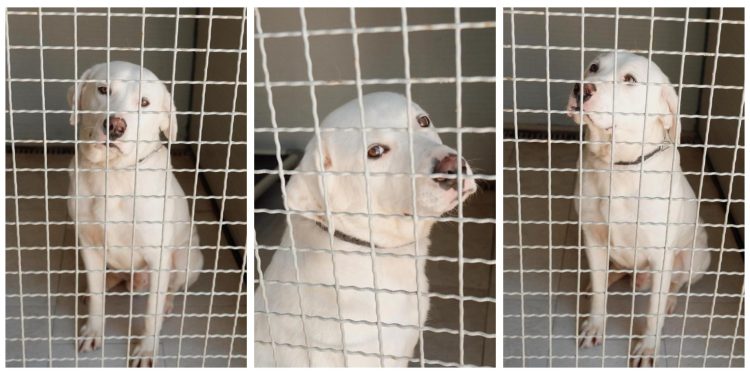 Slobodna Dalmacija – Tužni Thor skoro dvije godine u skloništu čeka svoju priliku: ‘Srce nam se slama…’ Ovog divnog pasonju morate upoznati