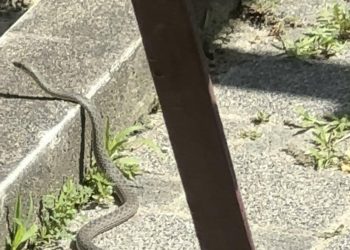 Slobodna Dalmacija – Splićanka izašla na balkon pa ugledala prizor od kojeg je zanijemila: ‘Bila je duga dva metra…’