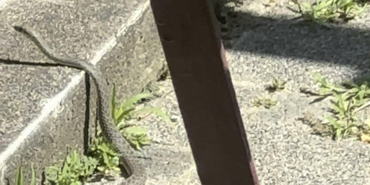 Slobodna Dalmacija – Splićanka izašla na balkon pa ugledala prizor od kojeg je zanijemila: ‘Bila je duga dva metra…’