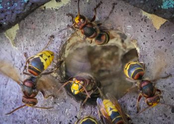 Sve što trebate znati o insektima koji često napadaju i na šibenskom području: ‘Nemojte se braniti, odmah se udaljite’