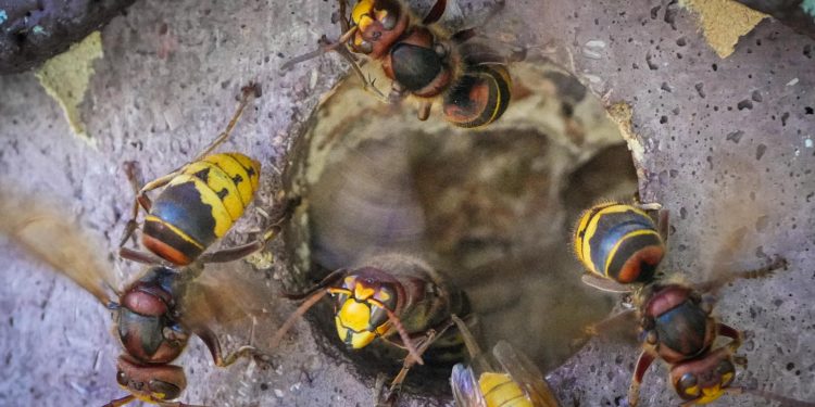 Sve što trebate znati o insektima koji često napadaju i na šibenskom području: ‘Nemojte se braniti, odmah se udaljite’