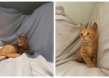 Slobodna Dalmacija – Pomozite malenom mačiću koji neodoljivo podsjeća na mačka Stipu čiji je vlasnik Baby Lasagna. Odbacili su ga iz legla…