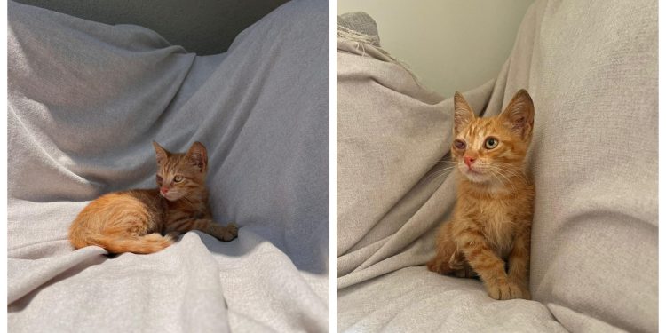 Slobodna Dalmacija – Pomozite malenom mačiću koji neodoljivo podsjeća na mačka Stipu čiji je vlasnik Baby Lasagna. Odbacili su ga iz legla…