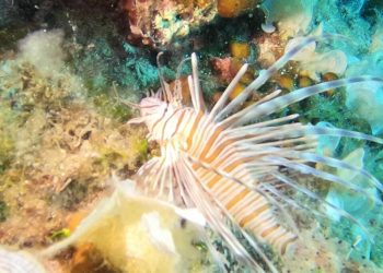 Kod Prevlake i Lastova uočena vatrenjača