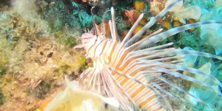 Kod Prevlake i Lastova uočena vatrenjača