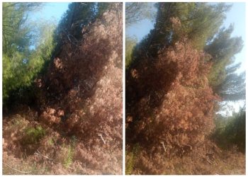 Slobodna Dalmacija – ‘Zar nitko ne vidi opasnost pored ceste? Izgleda kao pripremljena lomača!’ Građani strahuju, vrućine su velike…