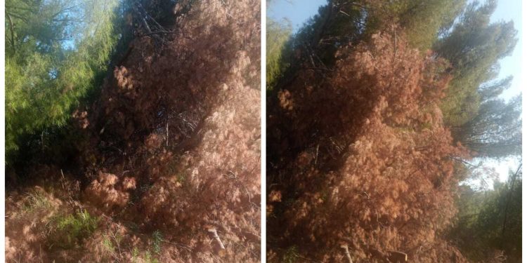 Slobodna Dalmacija – ‘Zar nitko ne vidi opasnost pored ceste? Izgleda kao pripremljena lomača!’ Građani strahuju, vrućine su velike…