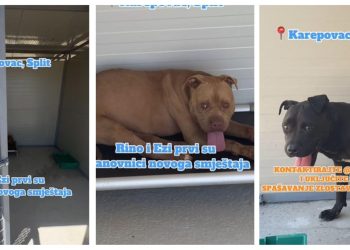 Slobodna Dalmacija – Psi koje je mučio splitski psihijatar konačno spašeni iz pakla na Duilovu. Rino i Ezi prvi su stigli u novi smještaj