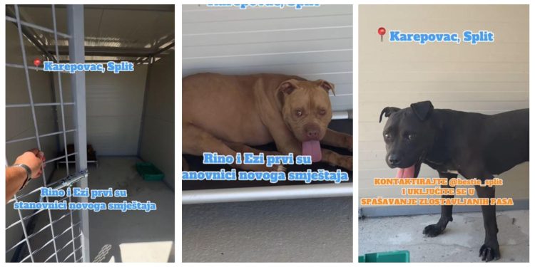 Slobodna Dalmacija – Psi koje je mučio splitski psihijatar konačno spašeni iz pakla na Duilovu. Rino i Ezi prvi su stigli u novi smještaj