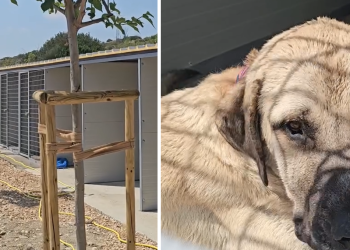 Slobodna Dalmacija – VIDEO Bojan Ivošević se pohvalio da zlostavljani psi napokon dolaze u sklonište. Pogledajte kako mu zahvalno ližu ruku