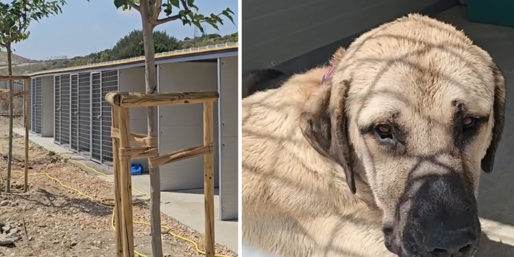 Slobodna Dalmacija – VIDEO Bojan Ivošević se pohvalio da zlostavljani psi napokon dolaze u sklonište. Pogledajte kako mu zahvalno ližu ruku