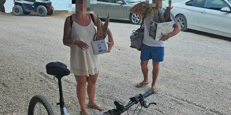 Slobodna Dalmacija – Šok na Braču; turisti izronili 5 živih periski, pa ih nosili ležerno u kutijama! ‘Uhvatio sam ih na djelu, pobigli su’