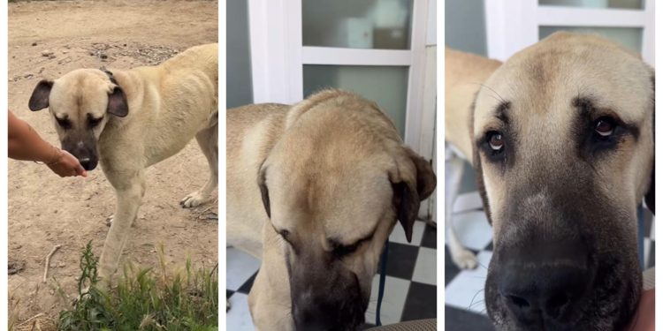 Slobodna Dalmacija – Pas iz logora na Duilovu traži dom. Pomozite udomiti ovog dobrog diva koji je prošao svašta, treba mu ljubav i sigurnost