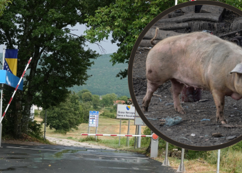 Slobodna Dalmacija – Svinjska kuga pojavila se uz granicu s BiH, država donijela hitne mjere! Imoćane to ne brine, doznali smo i zašto…