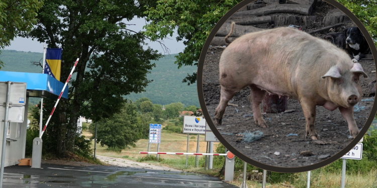 Slobodna Dalmacija – Svinjska kuga pojavila se uz granicu s BiH, država donijela hitne mjere! Imoćane to ne brine, doznali smo i zašto…