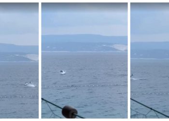 Slobodna Dalmacija – Japanci bi se zaletjeli u more da su ovo vidjeli! Pogledajte prizor koji je iznenadio kupače u Medićima, došle su blizu
