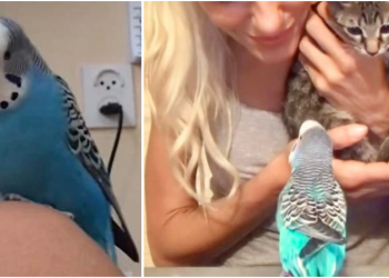 Slobodna Dalmacija – Jeste li vidjeli papigu Điđi? Pobjegla je prije tri dana, vlasnica poštenom nalazniku nudi nagradu od 500 eura