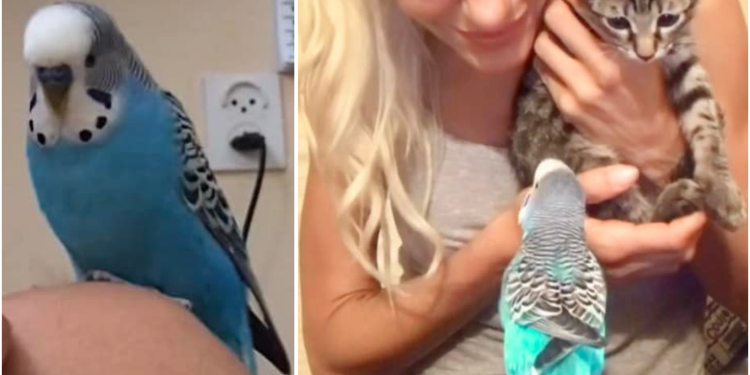 Slobodna Dalmacija – Jeste li vidjeli papigu Điđi? Pobjegla je prije tri dana, vlasnica poštenom nalazniku nudi nagradu od 500 eura