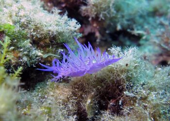 Udruga Argonauta iz Murtera u suradnji sa Ronilačkim klubom Sv. Roko iz Bibinja, pokrenula Instagram stranicu o fotografiji jadranskog podmorja