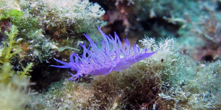 Udruga Argonauta iz Murtera u suradnji sa Ronilačkim klubom Sv. Roko iz Bibinja, pokrenula Instagram stranicu o fotografiji jadranskog podmorja