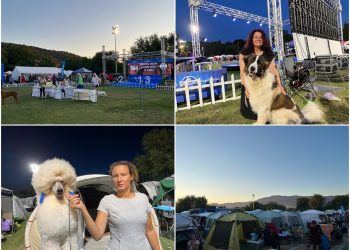 Slobodna Dalmacija – Bili smo na izložbi o kojoj se danima pričalo. Spinutskim noćima paradirali su prvoklasni psi i njihovi vlasnici