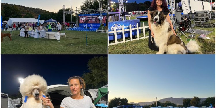 Slobodna Dalmacija – Bili smo na izložbi o kojoj se danima pričalo. Spinutskim noćima paradirali su prvoklasni psi i njihovi vlasnici