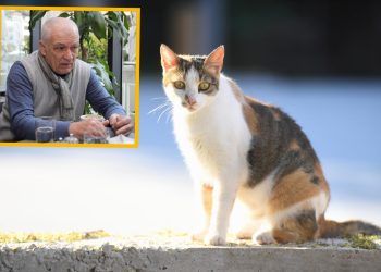 U Konavlima mačke nema tko liječiti! Veterinar Širok: ‘Ako sam na Osojniku, a netko iz Molunta zazove, što mogu?’