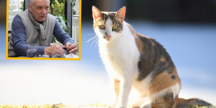 U Konavlima mačke nema tko liječiti! Veterinar Širok: ‘Ako sam na Osojniku, a netko iz Molunta zazove, što mogu?’