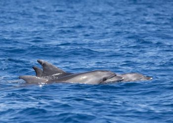 Spektakularni prizori iz viškog akvatorija – Snimljena već dobro znana skupina dupina, upoznajte ih!