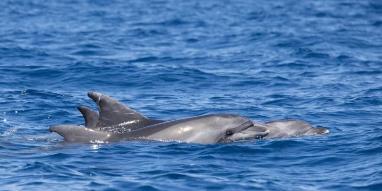 Spektakularni prizori iz viškog akvatorija – Snimljena već dobro znana skupina dupina, upoznajte ih!