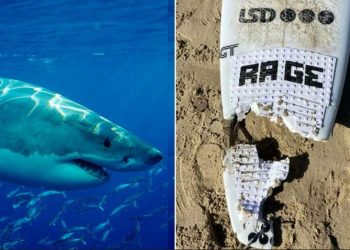 Australskog surfera spasio policajac koji nije bio na dužnosti nakon što mu je morski pas otkinuo nogu, liječnici se nadaju da će je ponovno pričvrstiti