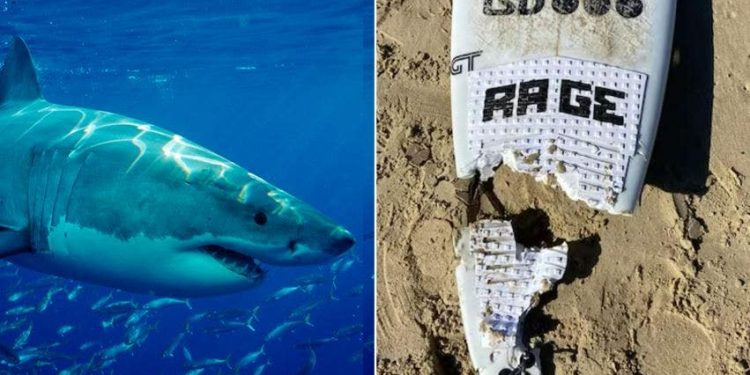 Australskog surfera spasio policajac koji nije bio na dužnosti nakon što mu je morski pas otkinuo nogu, liječnici se nadaju da će je ponovno pričvrstiti