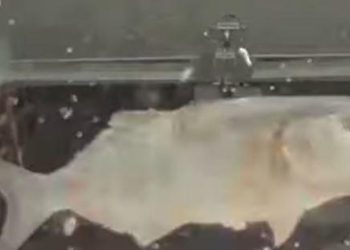 Auto Klub – Riba pala s neba i razbila vjetrobransko staklo na Tesli: Bizaran incident snimila kamera