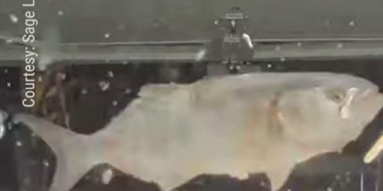 Auto Klub – Riba pala s neba i razbila vjetrobransko staklo na Tesli: Bizaran incident snimila kamera