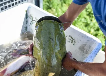 BORBA JE TRAJALA 40 MINUTA Trebinjac ulovio u Bilećkom jezeru kapitalnog soma