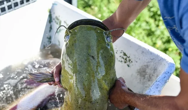 BORBA JE TRAJALA 40 MINUTA Trebinjac ulovio u Bilećkom jezeru kapitalnog soma