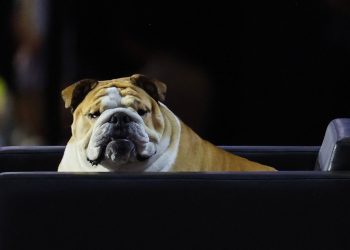 Babydog bobbleheads police nakon pojavljivanja na republikanskoj nacionalnoj konvenciji